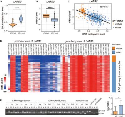 Hypermethylation of LATS2 Promoter and Its Prognostic Value in IDH-Mutated Low-Grade Gliomas